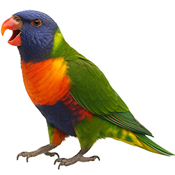 Rainbow Lorikeet